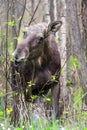 Single female Moose - Eurasian Elk Ã¢â¬â in a forest thicket near Royalty Free Stock Photo
